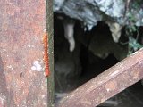 IMG_2873-Siobhan Carter_Millipede on resort walkway (cave behind)